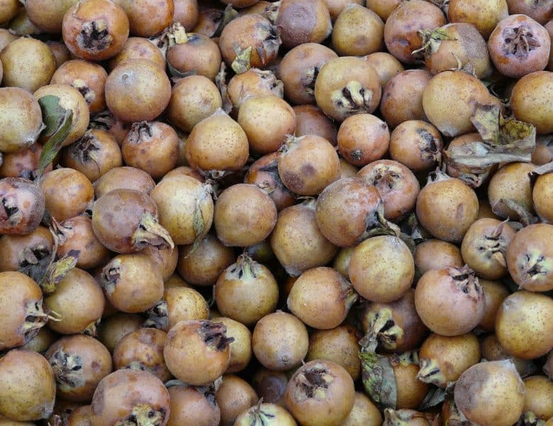 Les vertus des nèfles