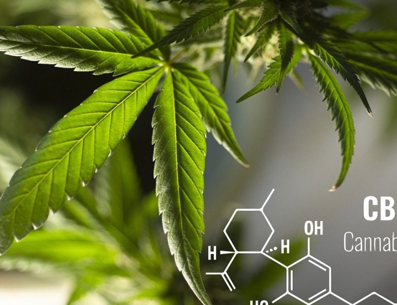 Pourquoi choisir la fleur de CBD ?