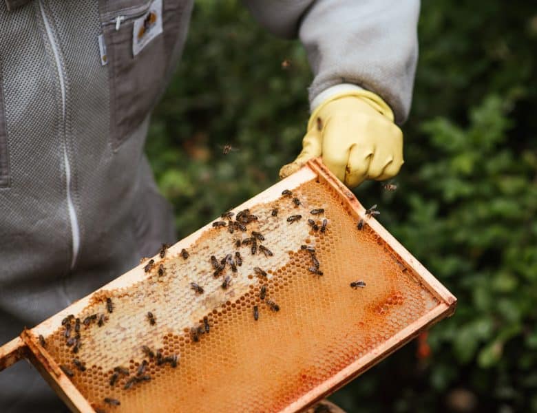 Les bienfaits de la gelée royale fraîche