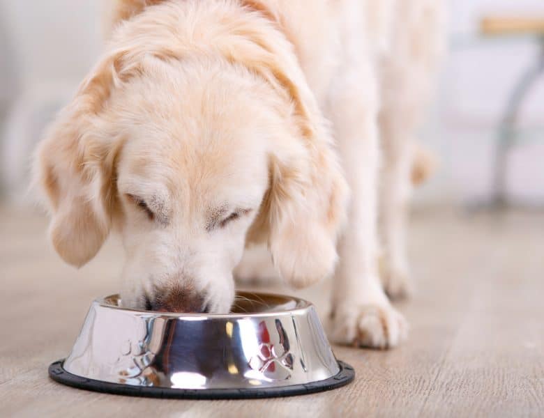 Comment varier l’alimentation de votre chien ?