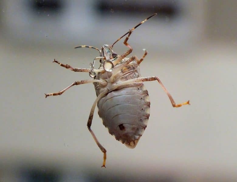 Pourquoi faire appel à un professionnel pour lutter contre les punaises de lit ?