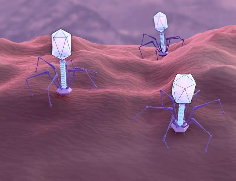 Qu’est ce que la phagothérapie ?