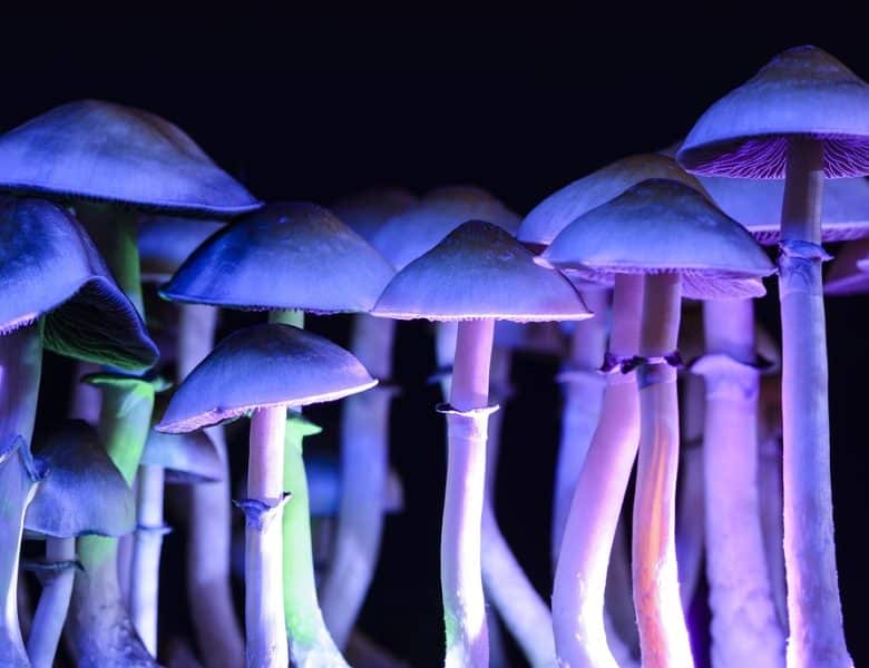 Réglementation française et consommation des psilocybes : Que devez-vous savoir ?