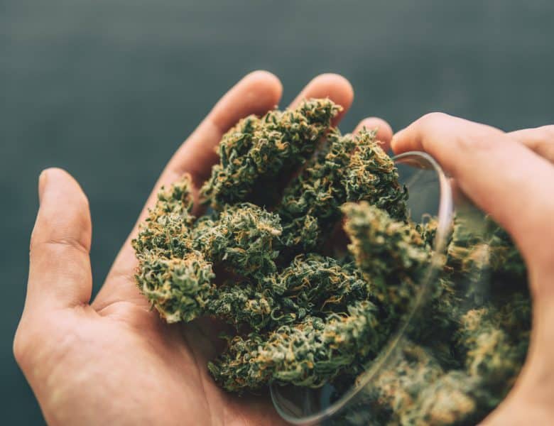 Plénitude florale : Comment les fleurs CBD révolutionnent le bien-Être