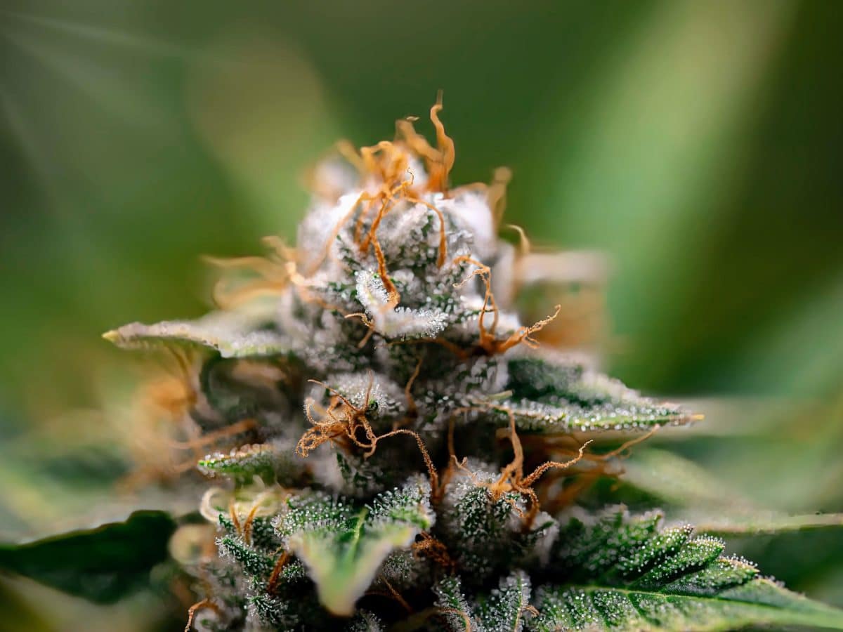 De la fleur à la résine de CBD : décryptage des méthodes d’extraction
