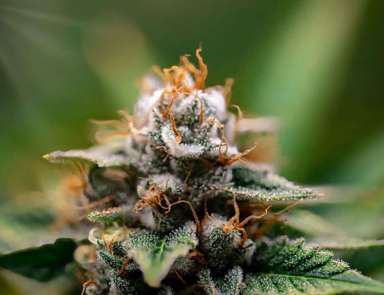 De la fleur à la résine de CBD : décryptage des méthodes d’extraction