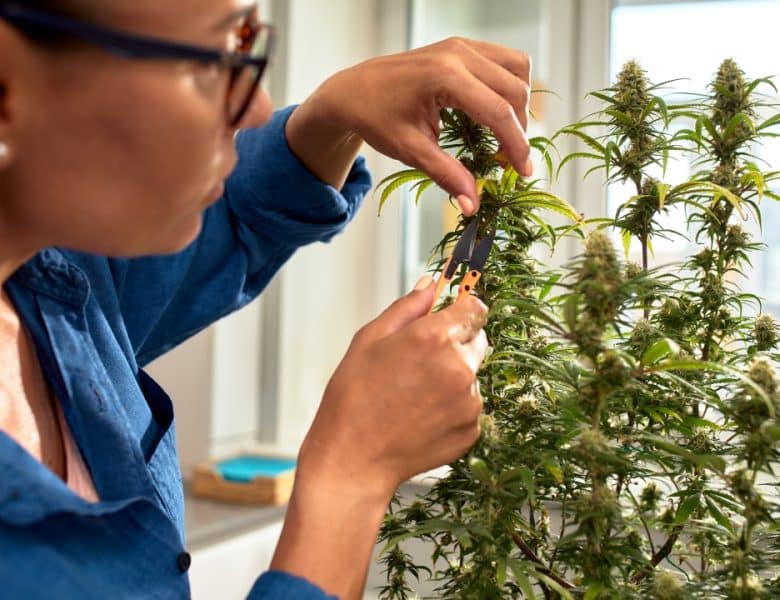 Comment mieux réussir le développement d&rsquo;une plante de cannabis ?
